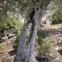 Photo de Turquie - La région de Didim